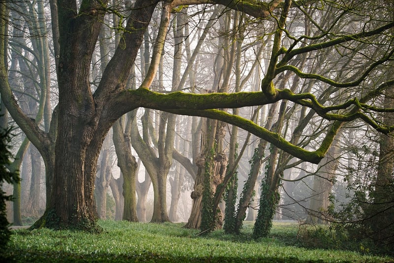 Mystical Mossy Glen