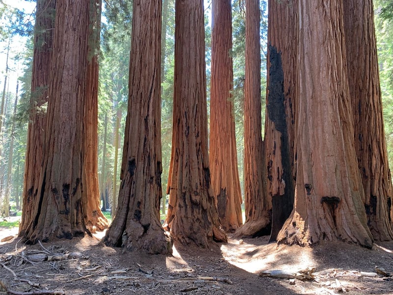 Enchanted Redwood Grove